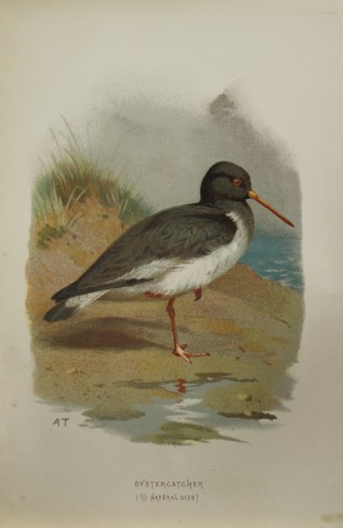Archibal Thorburn - Oystercatcher 1883
