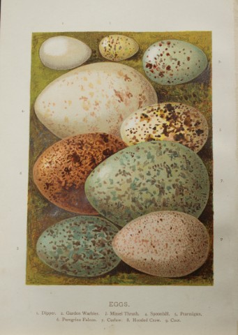 AF Lydon - Bird eggs 1883