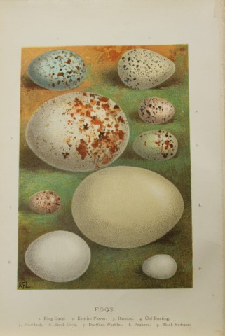 AF Lydon - Bird eggs 1883