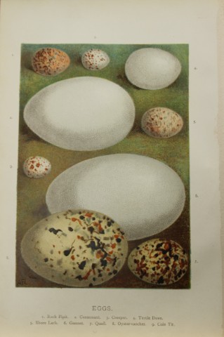 AF Lydon - Bird eggs 1883
