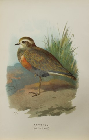 Archibal Thorburn - Dotterel 1883