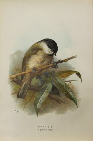 Archibal Thorburn - Marsh Tit 1883