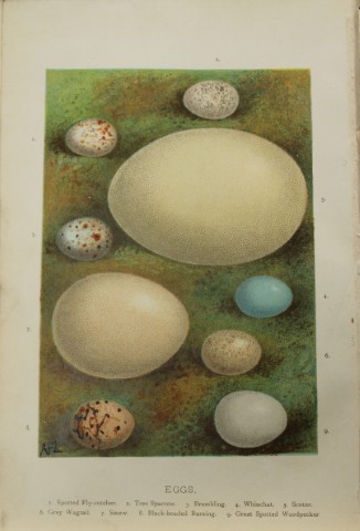 AF Lydon - Bird eggs 1883