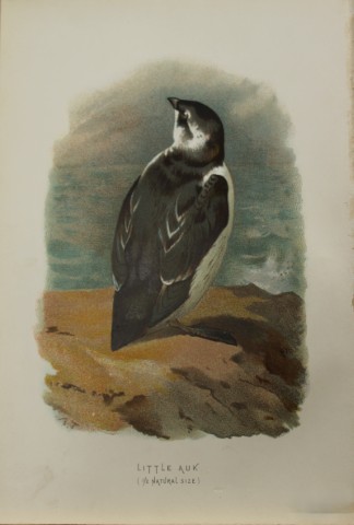 Archibal Thorburn - Little Auk 1883