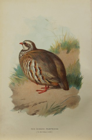 Archibal Thorburn - Red-legged Partridge 1883