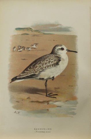 Archibal Thorburn - Sanderling 1883