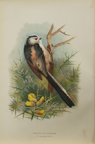 Archibal Thorburn - Long-tailed Titmouse 1883
