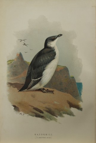 Archibal Thorburn - Razorbill 1883