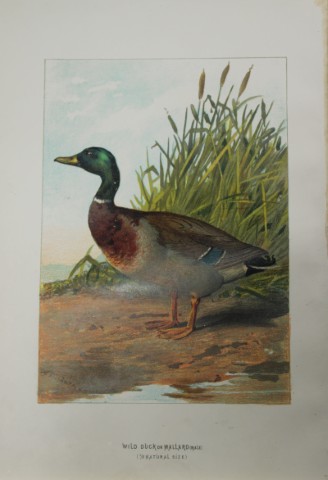 Archibal Thorburn - Wild Duck or Mallard 1883