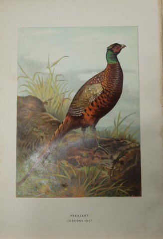 Archibal Thorburn - Pheasant 1883