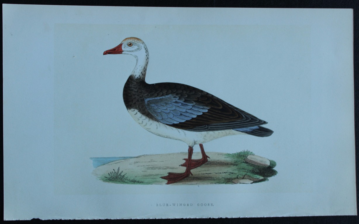 Charles Bree - Hand-coloured engraving of Blue-winged Goose 1866