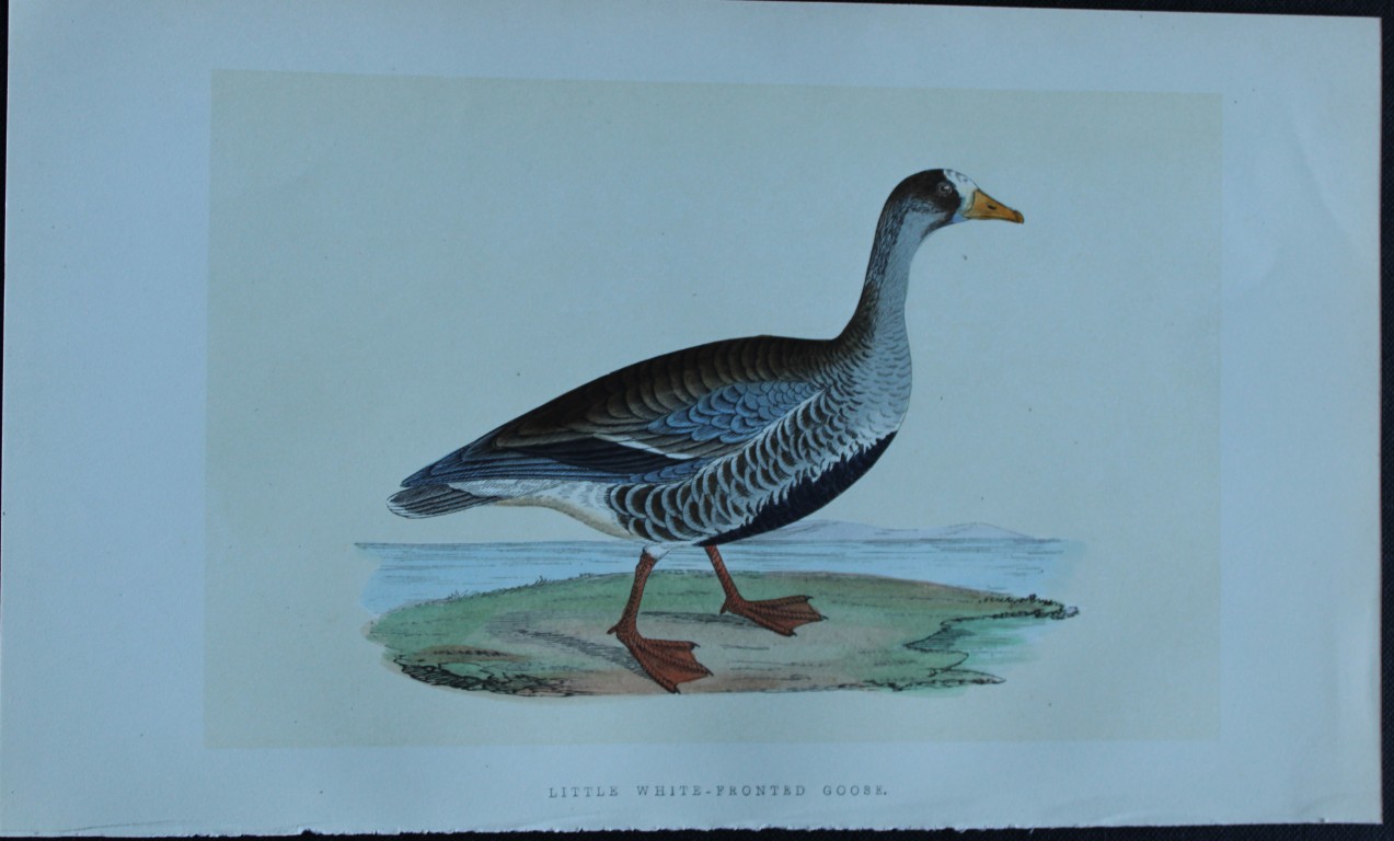 Charles Bree - Hand-coloured engraving of Little White-fronted Goose 1866