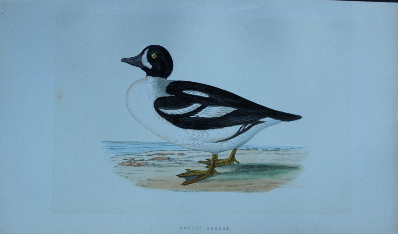 Charles Bree - Hand-coloured engraving of Arctic Garrot 1866
