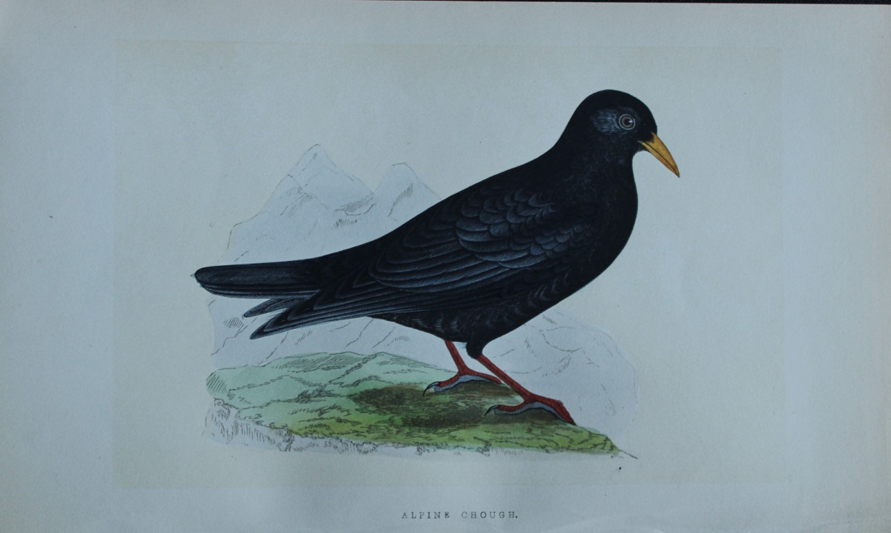 Charles Bree - Hand-coloured engraving of Alpine Chough 1866