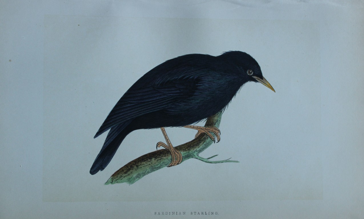 Charles Bree - Hand-coloured engraving of Sardinian Starling 1866
