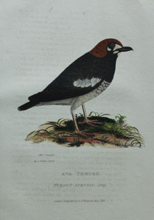 Baron Cuvier - Ava Thrush 1829
