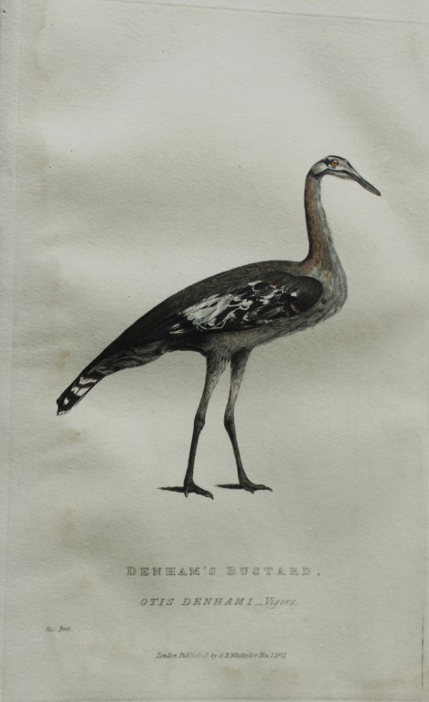 Baron Cuvier - Denham's Bustard 1829