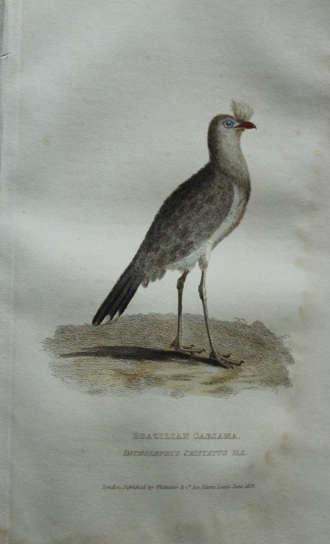 Baron Cuvier - Brazilian Cariama 1829