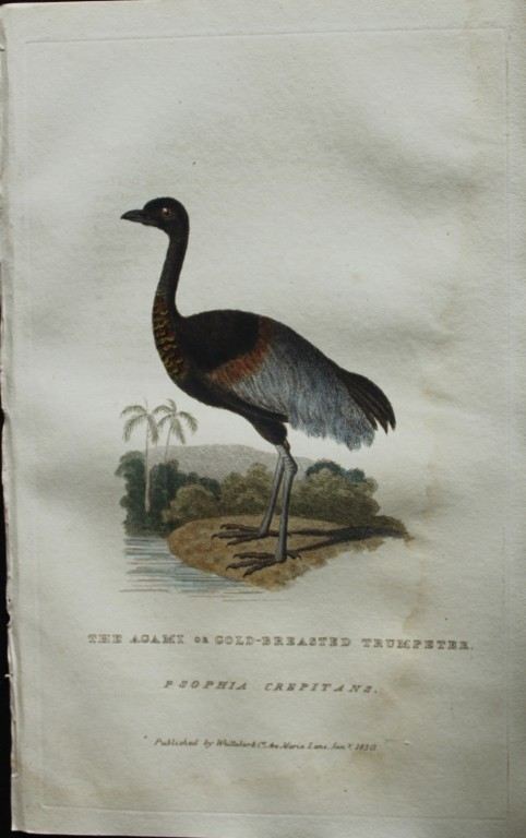 Baron Cuvier - Gold-breasted Trumpeter 1829