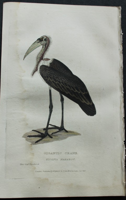 Baron Cuvier - Gigantic Crane 1829