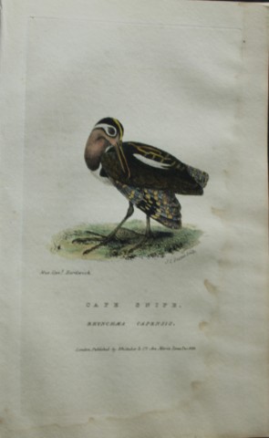 Baron Cuvier - Cape Snipe 1829