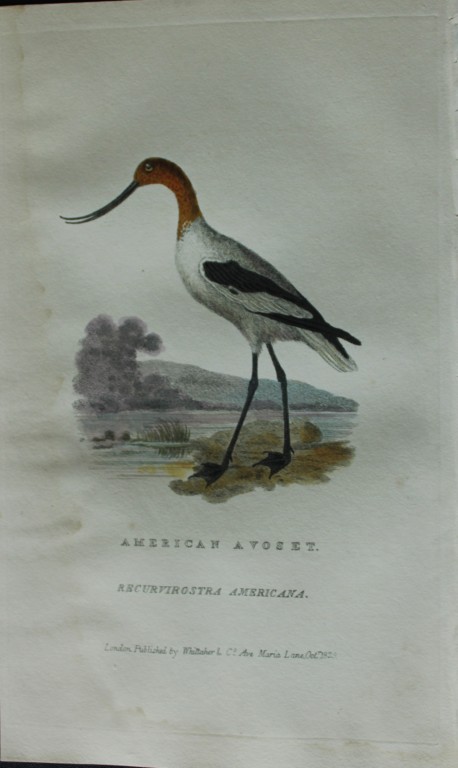 Baron Cuvier - American Avoset 1829