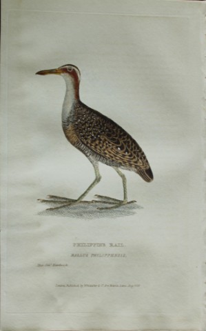 Baron Cuvier - Philippine Rail 1829