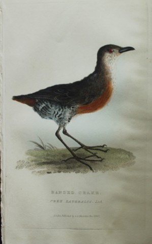 Baron Cuvier - Banded Crake 1829