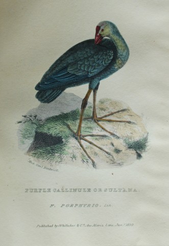 Baron Cuvier - Purple Gallinule 1829