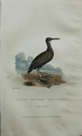 Baron Cuvier - White-chinned Gallinule 1829
