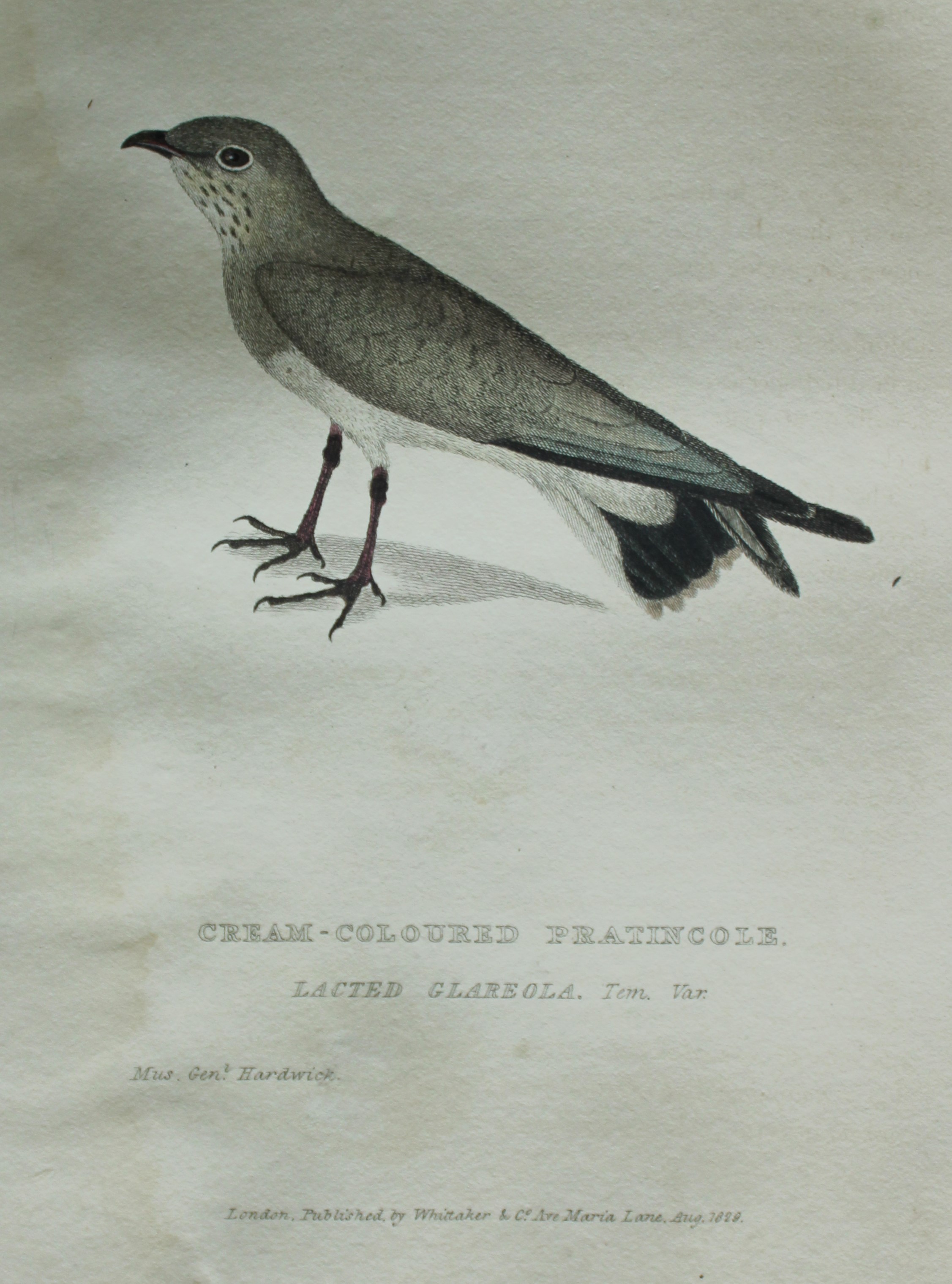 Baron Cuvier - Cream-coloured Pratincole 1829
