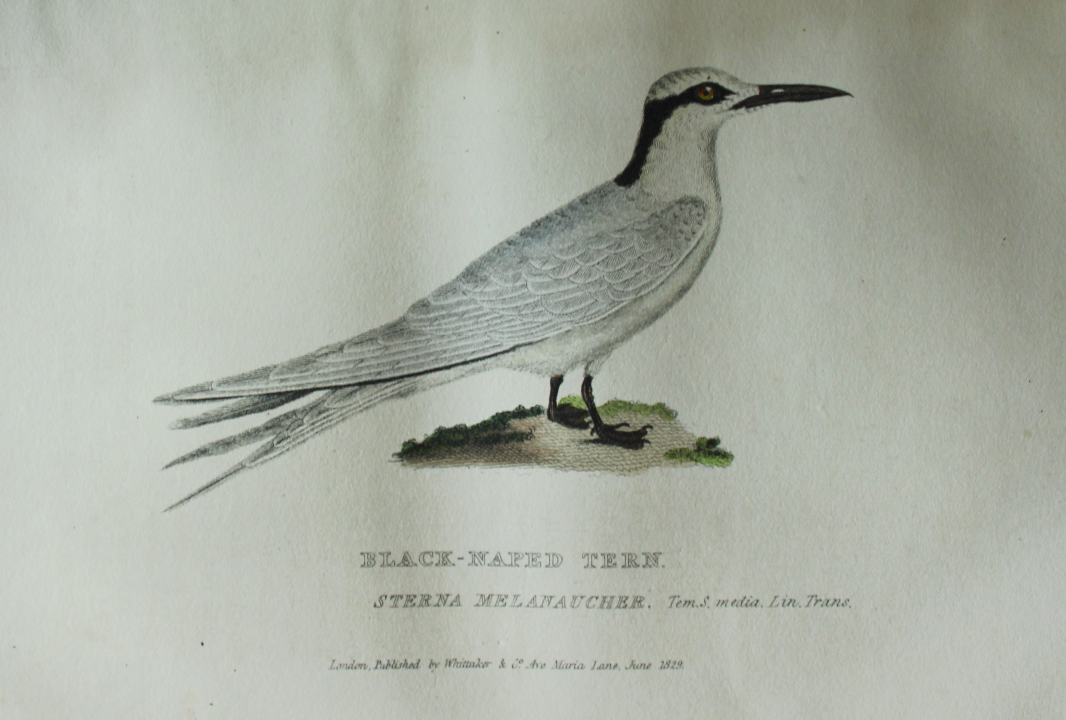 Baron Cuvier - Black-naped Tern 1829