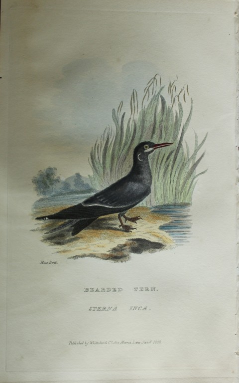 Baron Cuvier - Bearded Tern 1829