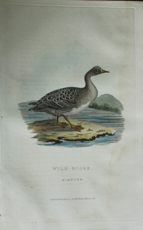 Baron Cuvier - Wild Goose 1829
