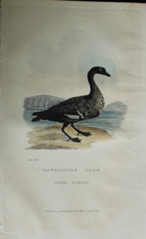 Baron Cuvier - Hawksbury Duck 1829
