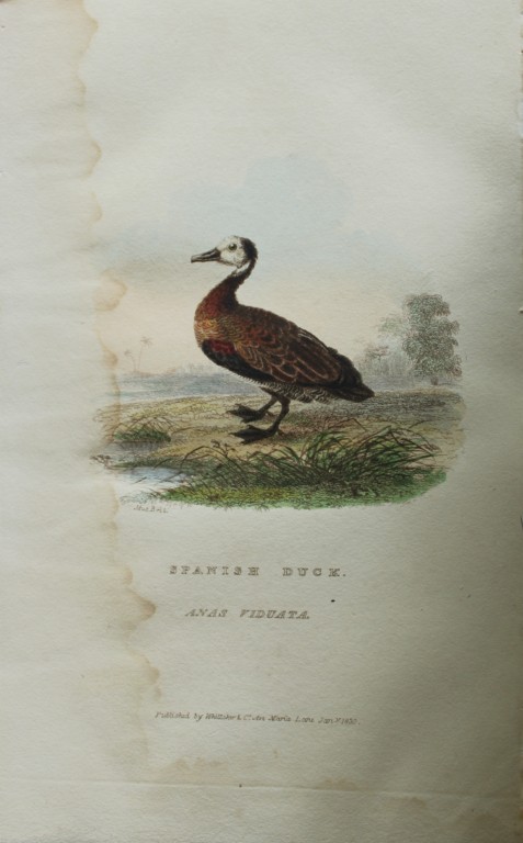 Baron Cuvier - Spanish Duck 1829