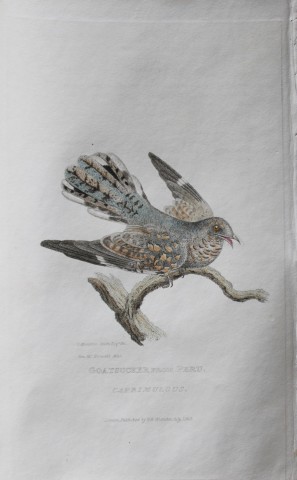 Baron Cuvier - Goatsucker from Peru 1829