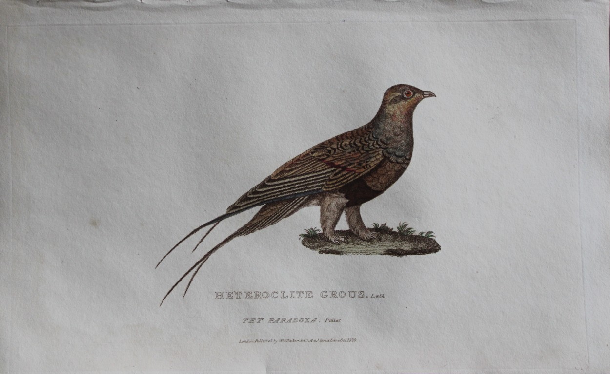 Baron Cuvier - Heteroclite Grouse 1829