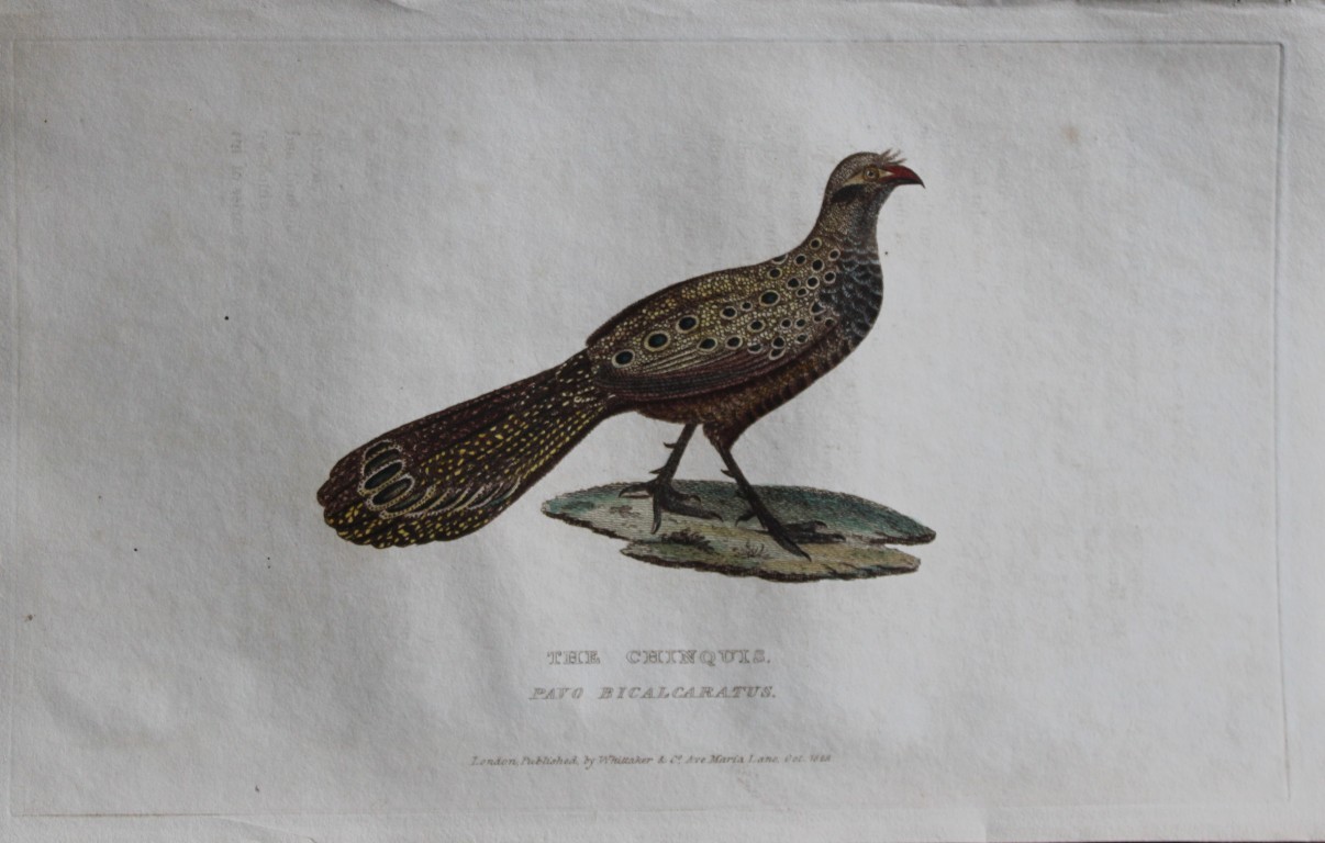 Baron Cuvier - Chinquis 1829