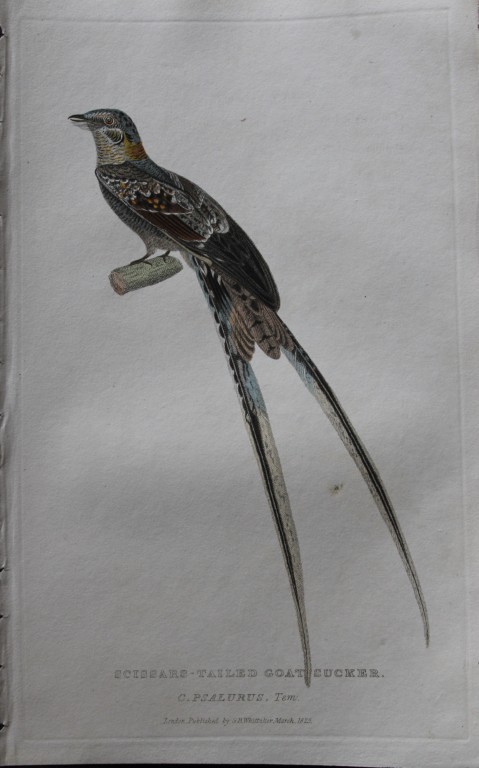 Baron Cuvier - Scissor-tailed Goatsucker 1829