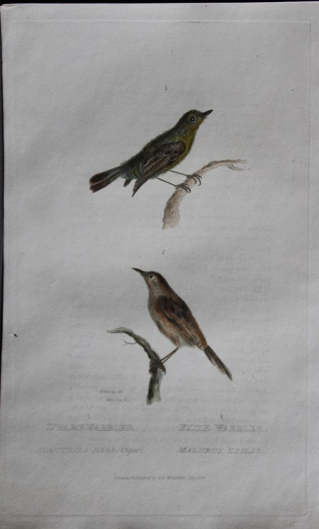 Baron Cuvier - Dwarf and Exile Warblers 1829
