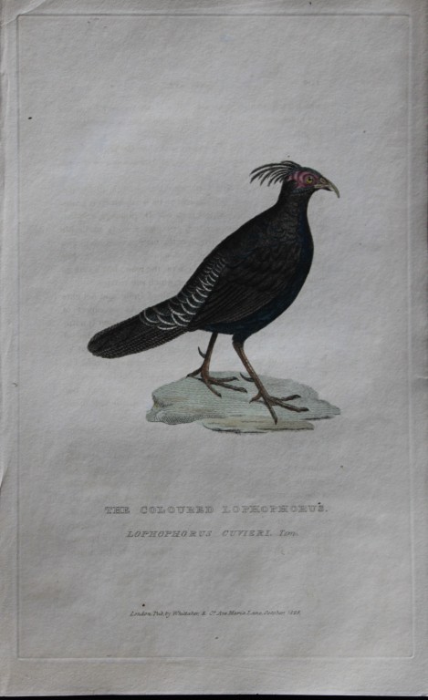 Baron Cuvier - Coloured Lophophorus 1829