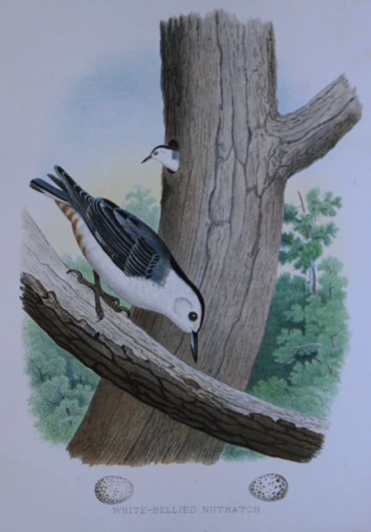 Thomas Gentry - White-bellied Nuthatch by Edwin Sheppard 1882