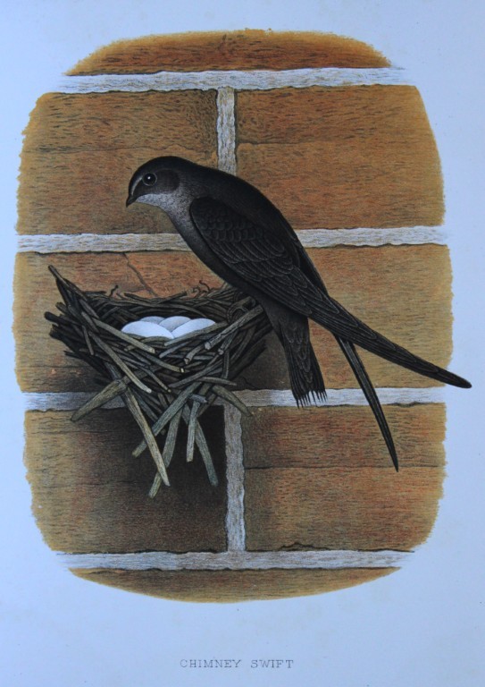Thomas Gentry - Chimney Swift by Edwin Sheppard 1882