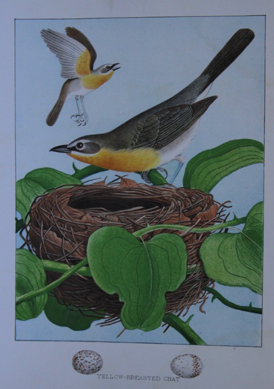Thomas Gentry - Yellow-breasted Chat by Edwin Sheppard 1882