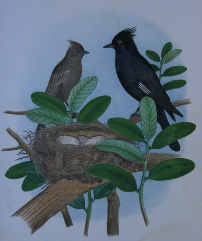 Thomas Gentry - Black-crested Flycatcher by Edwin Sheppard 1882
