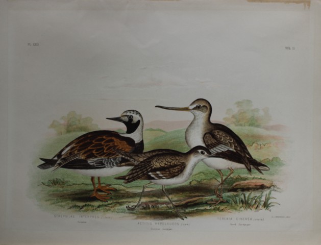 Broinowski - Chromolithograph of  Sandpipers 1890