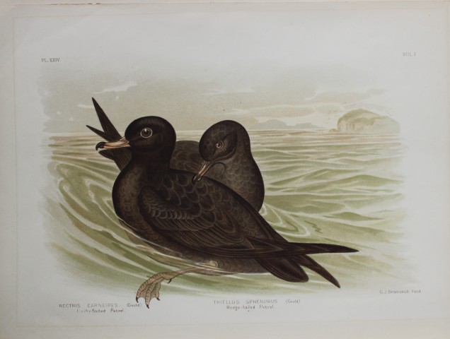 Broinowski - Chromolithograph of Petrels 1890