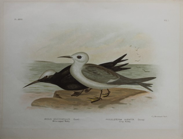 Broinowski - Chromolithograph of White-capped and Grey Noddys 1890