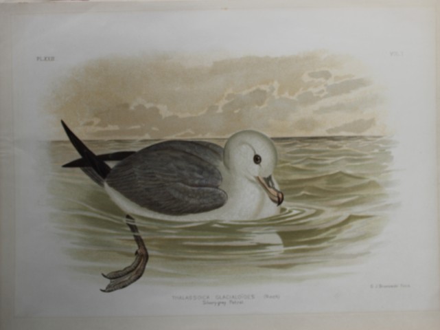 Broinowski - Chromolithograph of Silvery Grey Petrel 1890